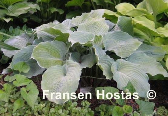 Hosta Solitude